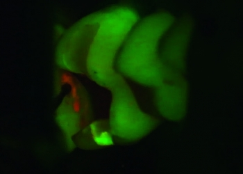 Fluo 3